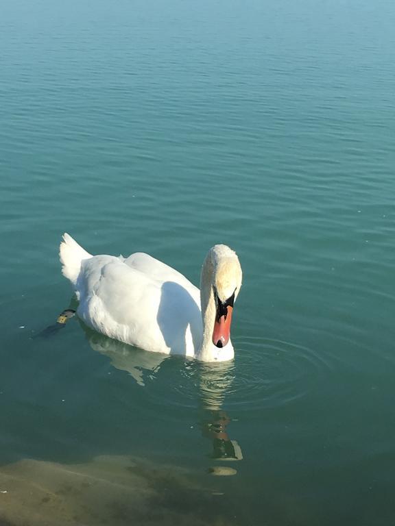 Cuki Apartmanok Siófok Exteriér fotografie